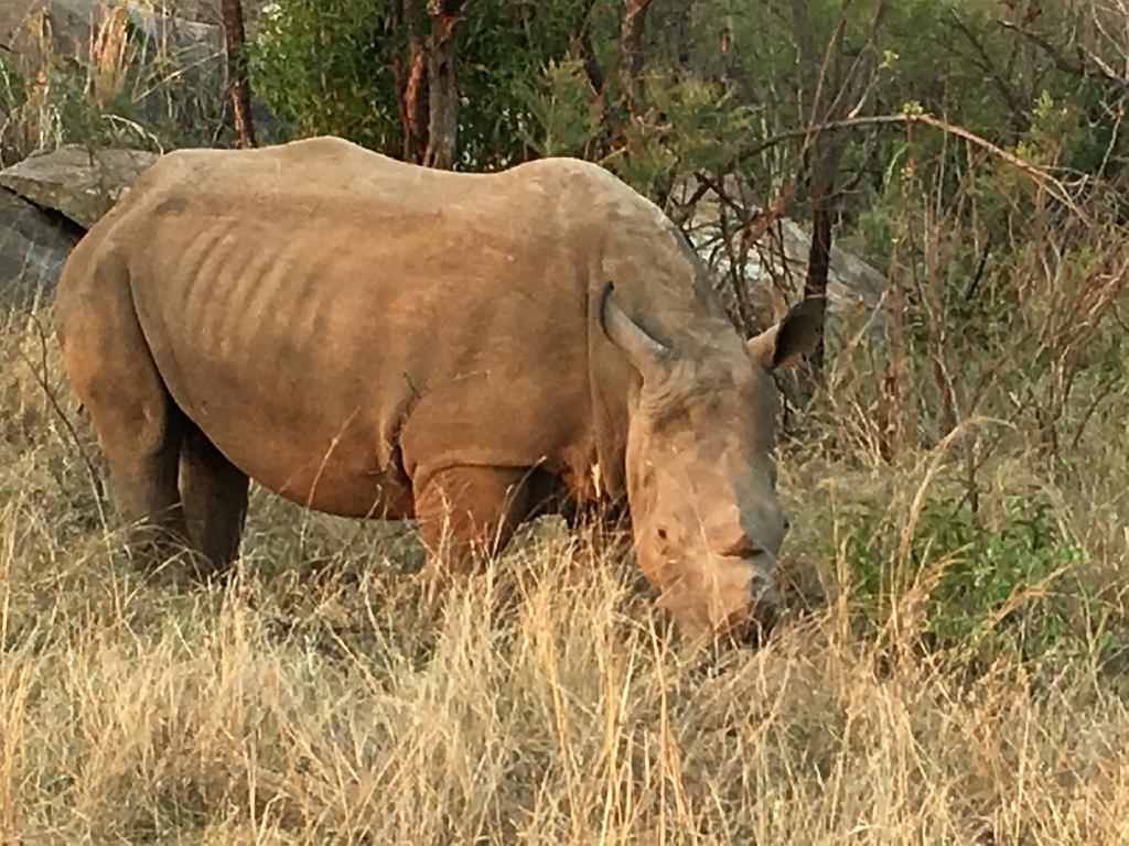 Suedafrika (296)